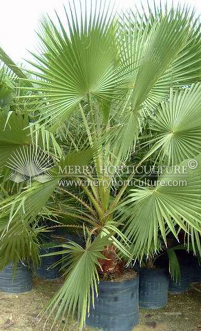 Washingtonia robusta 2